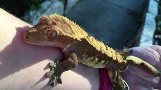 Crested gecko sings to and bites human arm