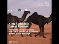 the seventh king abdulaziz camel festival has launched under the slogan