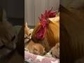 The mother cat asked the rooster to help take care of the kittens. (Click to watch the full version)