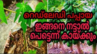 റെഡ് ലേഡി പപ്പായ പെട്ടെന്ന് കായ്ക്കാൻ | Cecret of red lady papaya