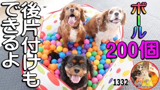 カラーボールプールを愛犬にプレゼントしたら...❓後片付けもしてくれました｜かわいいキャバリア アンポンタン動画1332　Dogs Ball Pool