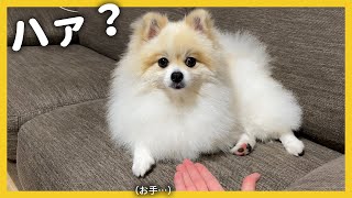 【流石に笑ったw】愛犬に無言で「お手」をした結果がこちら