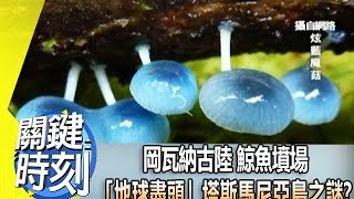 岡瓦納古陸 鯨魚墳場 「地球盡頭」塔斯馬尼亞島之謎？！2014年 第1816集 2300 關鍵時刻