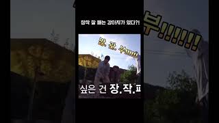 장작 잘 패는 강아지가 있다?! KANGDANIEL