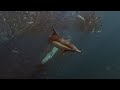 The Sardine Run, July 2025
