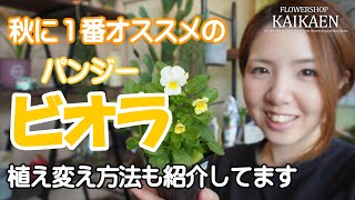 パンジー ビオラ　秋にオススメ　育て方　植え替え方法　ポイント【おうちでガーデニング】開花園チャンネル