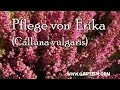 Tipps für die Pflege von Erika (Calluna vulgaris)