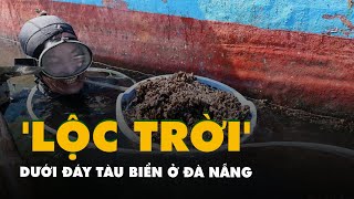 Theo chân người dân săn ‘lộc trời’ dưới đáy tàu ở Đà Nẵng