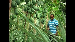 পতিত জমিতে ফলের বাগান | বছরে ৫০ কোটি টাকার ফল বিক্রি | Fruit Garden in BD