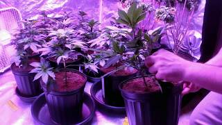 INDOOR GROW GUIDE: TOPPING, LOLLIPOPPING, DEFOLIATION, EQUIPMENT FOR GROW ENVIRONMENT CONTROL