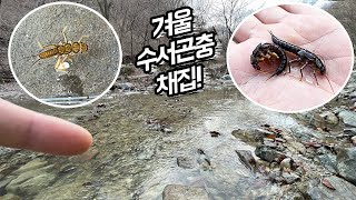 추운 겨울 '1급수'에는 어떤 수서곤충이 살까?