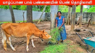 யாழ்ப்பாண பால் பண்ணையின் பெண் தொழிலாளி Jaffna Farm | Jaffna Suthan