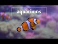 Aquariums | Lost and Found: HappyTravels in Japan