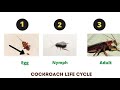 cockroach facts for kids life cycle habitat and parts