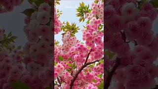 Beautiful flowering tree #natural​ #flowers​ #shortvideo​#ytshorts #shorts