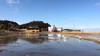 2014.2.19 富岡町毛萱に白鳥飛来