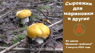 Сыроежки для маринования и другие ... Дневник грибника 2 августа 2022 года.