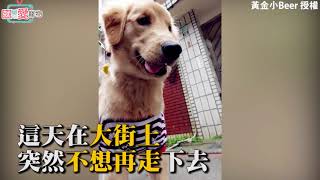 黃金獵犬今天打算不回家惹！