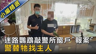 迷路鸚鵡敲警所窗戶「報案」 警替牠找主人｜TVBS新聞