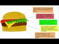 paragraph essay structure with hamburger organizer