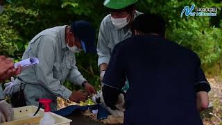 コウノトリの成育順調　 北栄生まれ３羽に足環　日本海新聞