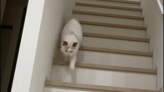 階段下り猫【#Shorts】