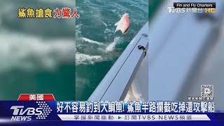 好不容易釣到大鯛魚! 鯊魚半路攔截吃掉還攻擊船｜TVBS新聞 @TVBSNEWS01