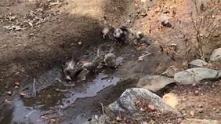 Baya Weaver (Thookkanam Kuruvi) Bathing -1