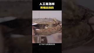 人工是怎样养殖珍珠的？#冷知识 #涨见识 #科普