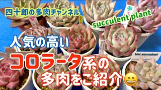 【多肉植物】　🍀コロラータ系の多肉をご紹介。😄