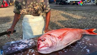 Huge Red Snapper Fish 15kg Very Unique Live Red Snapper Fish Cutting Performance Fish Cutting! #Sort