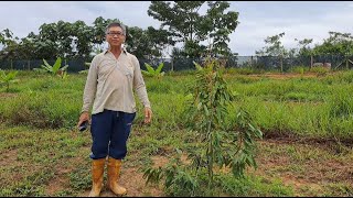 马六甲亞羅牙也 - 科学种植的技术和良菌 是 不能被取代的 Alor Gajah Melaka - Plantation with science is one class above others