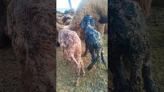 भेड़ का दोकस बचा 🐏🐑#animals #sheep #child #india