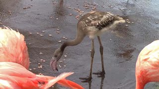 食事をするベニイロフラミンゴのヒナ （上野動物園）American Flamingo Chick