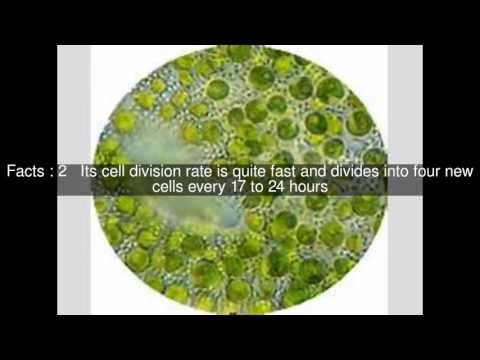 Chlorella sorokiniana Top #5 Facts Chlorella sorokiniana Top #5 Facts