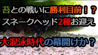 苔との戦いに勝利寸前！？～スネークヘッド2種お迎え、大混泳時代の幕開けか？～