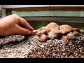 Creating a Miniature African Bonsai Landscape, June 2017