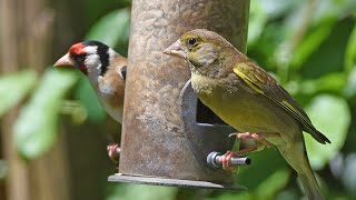 Garden Birds, Bees and Hedgehogs