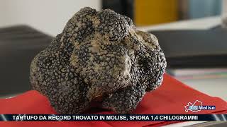 Tartufo da record trovato in Molise, sfiora 1,4 chilogrammi