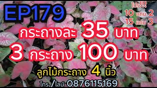 EP179 ลูกไม้กระถาง 4 นิ้ว โปร 10 แถม2 ราคากระถางละ 35 บาท 3 กระถาง 100 บาท โทร.0876115169