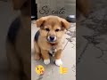 so cute please like and subscribe dogvideo shortvideo