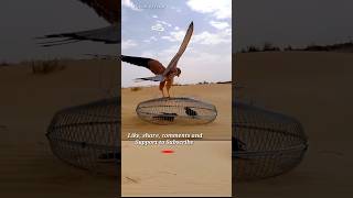 Pigeon trap | bird trap | catching bird | pora video #shorts - #youtubeshorts