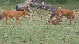 Wild dogs, also known as dholes:  Located today morning at damanakatte range