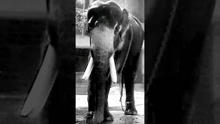 😀🐘ആനയെ കുളിപ്പിച്ച് കുട്ടപ്പനാക്കി പപ്പാൻ || Big elephant bathing in the Village || #elephant #viral