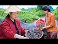 Dianxi Xiaoge is awesome - Catching snails to cook vermicelli soup, for dinner with villagers