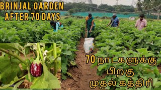 Hyveg Dhruva brinjal garden after 70 days || first brinjal started || @madeshwara nursery farm