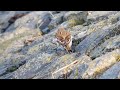 sneeuwgors kanoet friesland buitendijks 126 snow bunting knot