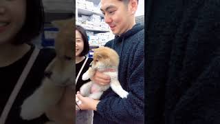 【柴犬小片段】三個月大的柴犬春卷在診所第一日準備回家3 months old Shiba Inu Puppy ready to go home生後3ヶ月の柴犬の子犬が家に帰る準備ができています