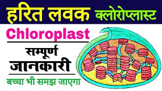 हरित लवक | chloroplast structure and function | harit lawak ki sanrachna, karya, chitra | Plastids