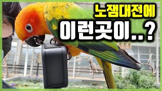 [대전] 노잼도시에서 찾은 유잼 | 오월드 파헤치기 | 사파리, 버드랜드 체험 방문기 ep.4